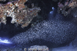 "All Aboard"
A group of Silversides flow into a swim thr... by Chase Darnell 